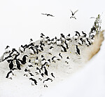 BB 13 0620 / Uria aalge / Lomvi